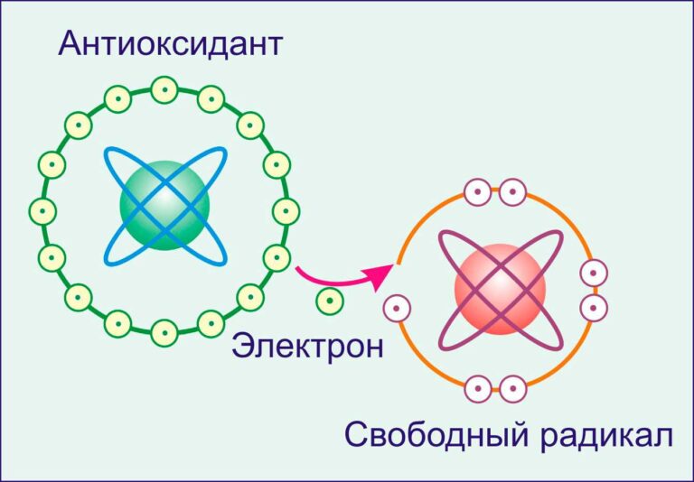 Антиоксиданты — защита клеток от старения
